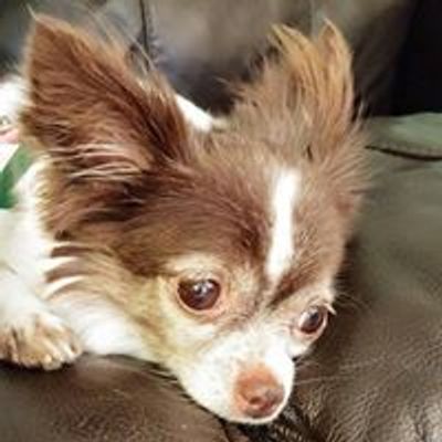 Chihuahua Rescue\/Indianapolis