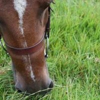 Huapai Pony Club