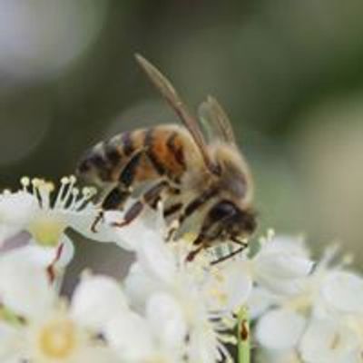 Concho Valley Beekeepers Association