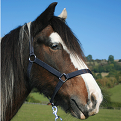 Clwyd Special Riding Centre