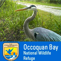 Occoquan Bay National Wildlife Refuge