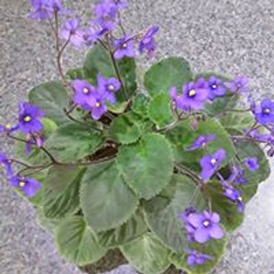 Moonlight African Violet & Gesneriad Society - MAVGS