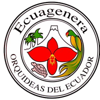 Ecuagenera Orquideas Del Ecuador