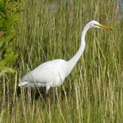 Friends of Belle Isle Marsh