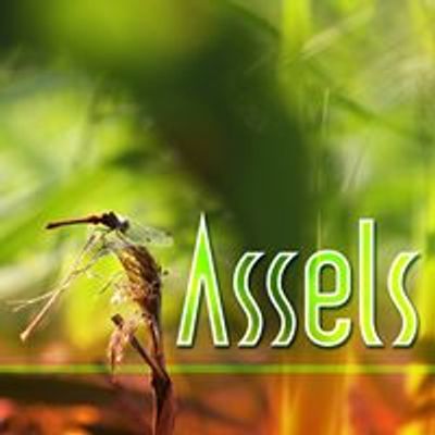 Assels