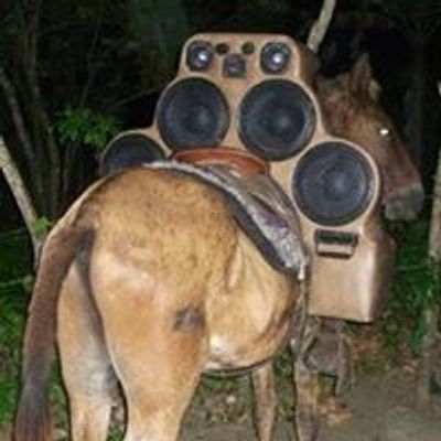 Stereo Donkey