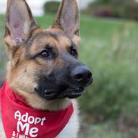 Mit Liebe German Shepherd Dog Rescue