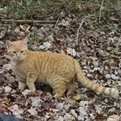 Saving Future Feral Cats