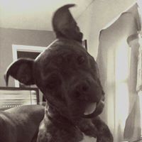 Cedar Valley Pit Bull Rescue