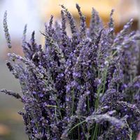 Lavender Festival