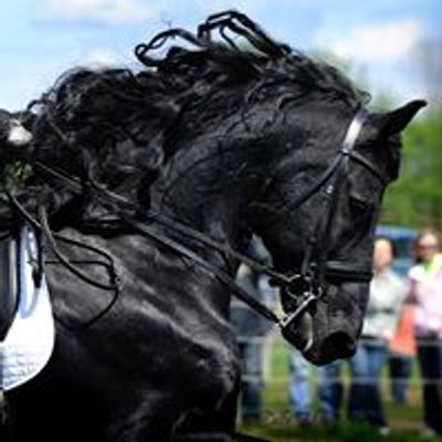 Michigan Friesian Horse Club