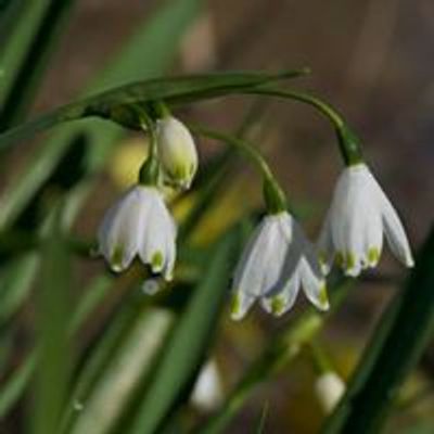 The Loddon Lilies