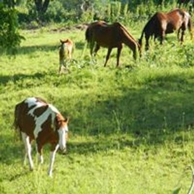 Urban Acres Horse Rescue