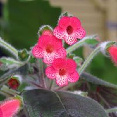 Omaha African Violet and Gesneriad Society (OAVGS)