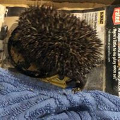 Barnacle Hedgehog Rescue