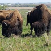 Dragons and Damsels | Blue Mounds State Park, Luverne, MN | July 20, 2024