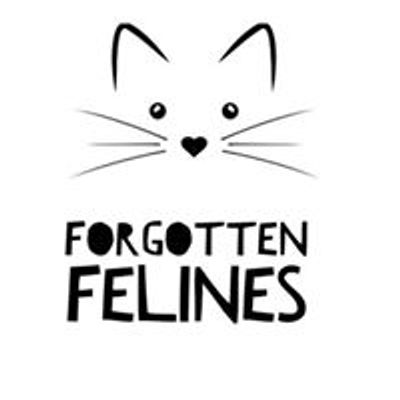 Forgotten Felines Of The Florida Keys