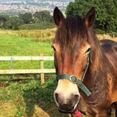 Edinburgh University Exmoor Pony Trekking