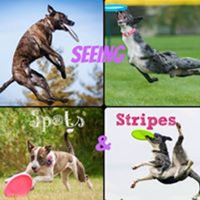 Seeing Spots & Stripes Dog Sports