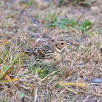 Duluth Audubon Society