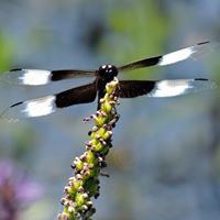 Elm Fork Chapter Texas Master Naturalist