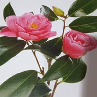 Lakeland Camellia Society - Florida