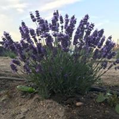 Lavender Gardens of Payette