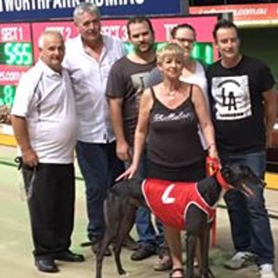 Wentworth Park Greyhounds