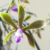 Orchid Society of Greater Kansas City