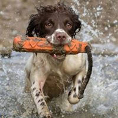 Kirkbourne Spaniels