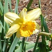 The Thursday Garden Club of Sudbury