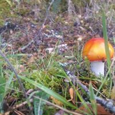 Tayside & Fife Fungi Group TAFFG