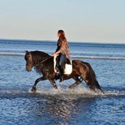 Angel Meadow Farm & Fell Ponies