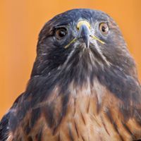 Orange County Bird of Prey Center