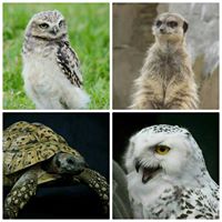 Joe's Owl Encounters & Exotic Mobile Zoo