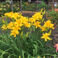 Metropolitan Columbus Daylily Society