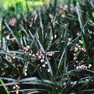 Mason County WSU Master Gardeners