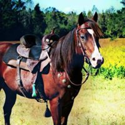 Carter Farms Horse Training & Sales