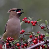 San Francisco Bay Flyway Festival