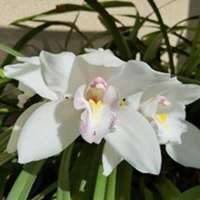 Sacramento Valley Cymbidium Society