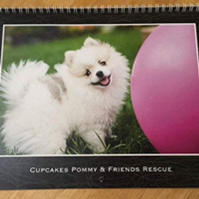 Cupcakes Pommy & Friends Rescue and Rehabilitation