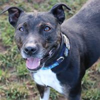 Blue Cross Suffolk rehoming centre