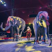 Tarzan Zerbini Circus