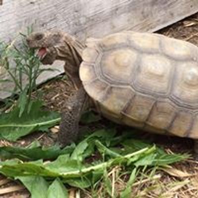 California Turtle and Tortoise Club - Orange County Chapter