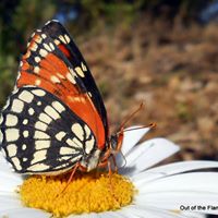 Pollinator Project Rogue Valley