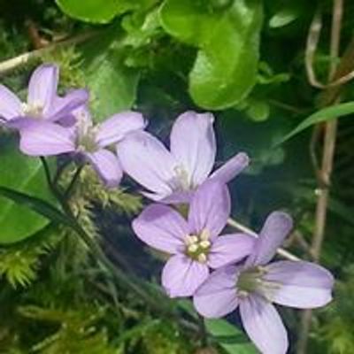 Clark College Native Plant Center