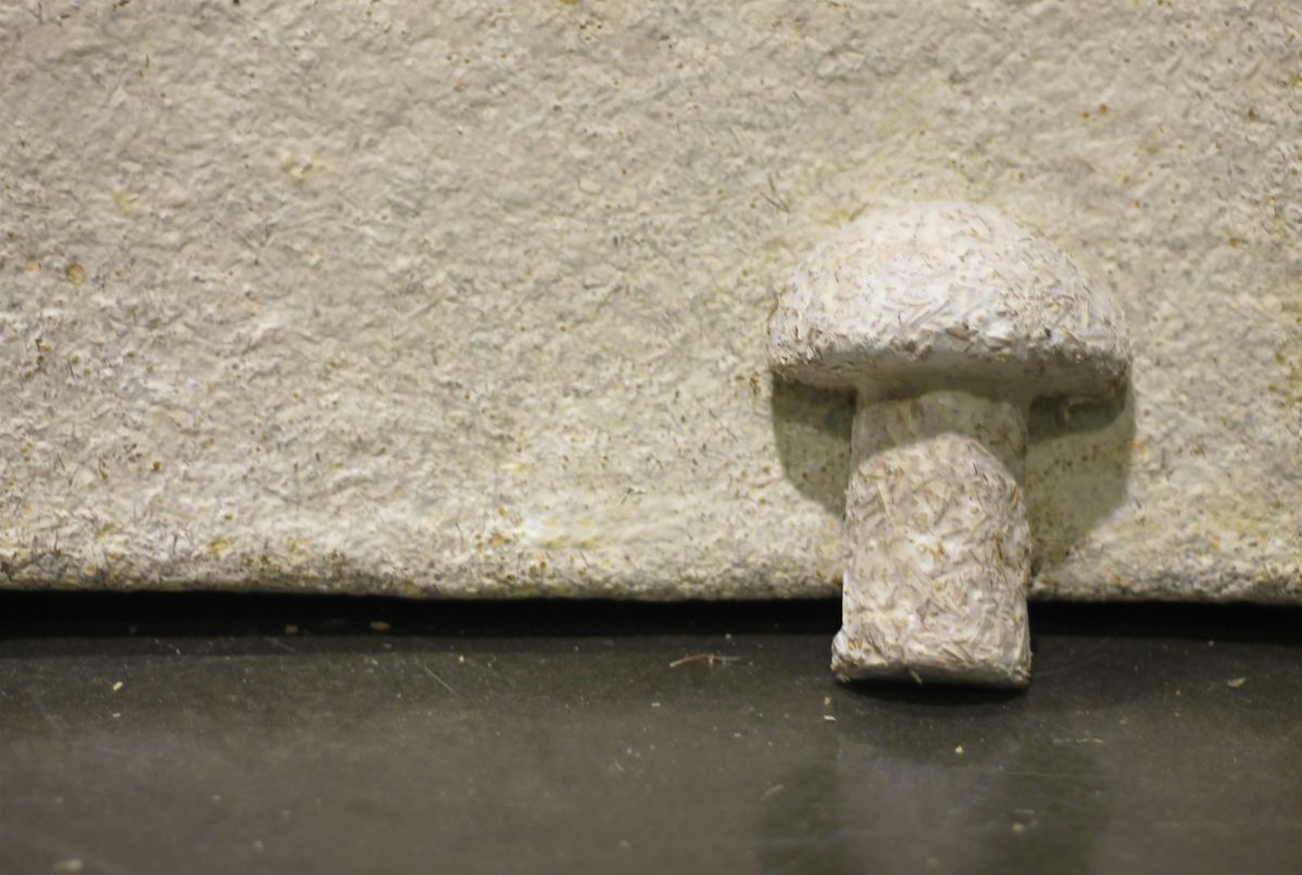 For ages 9-14: Fungi Games