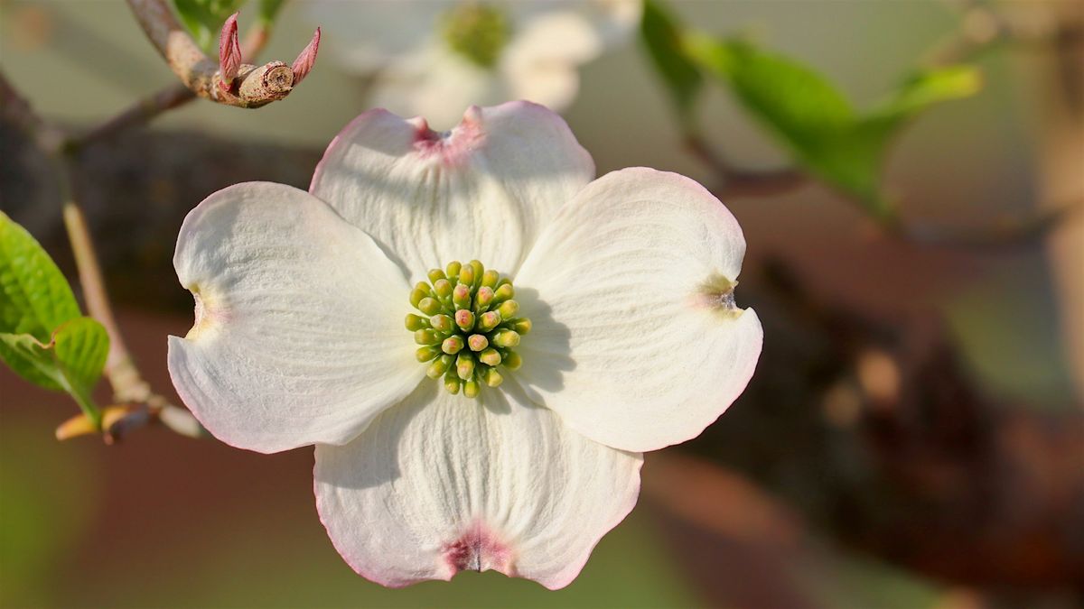 How Plants Respond to Their Environment