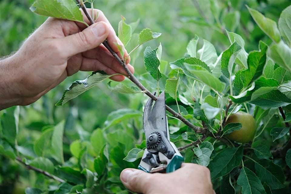 Summer Fruit Tree Pruning