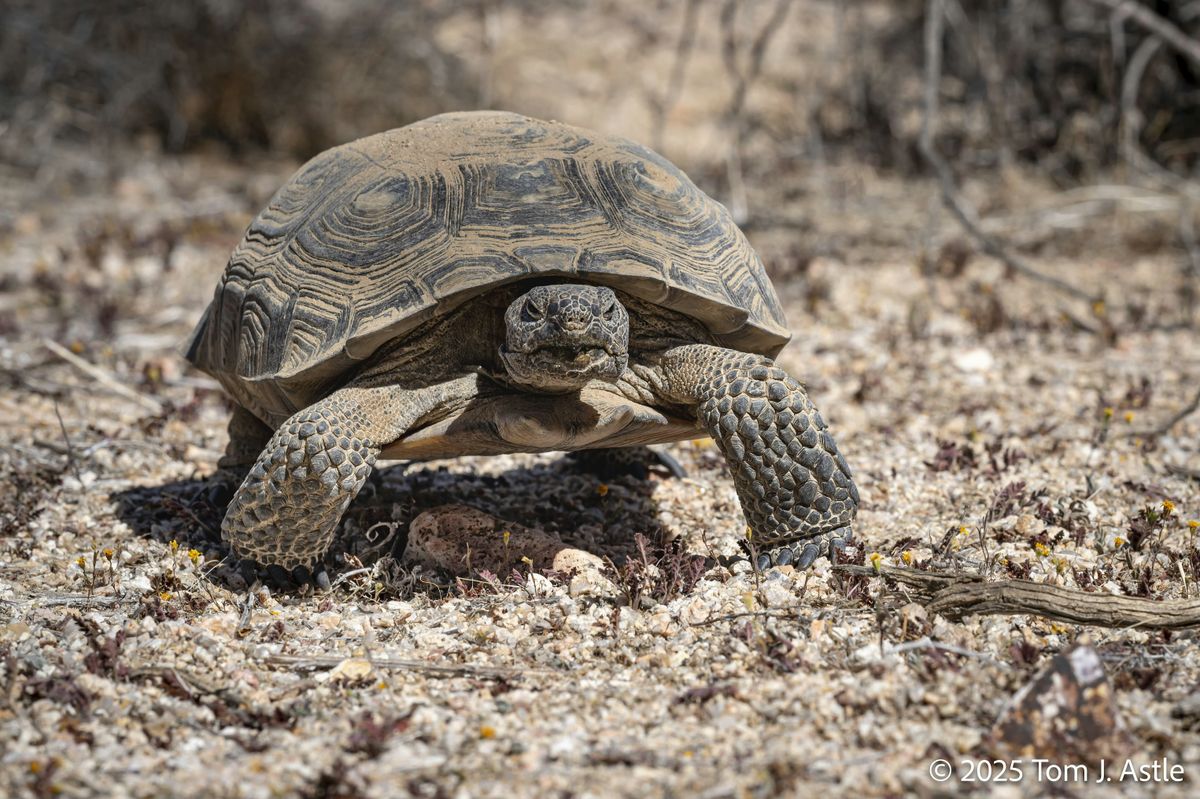 Fall Work Party at Desert Tortoise Natural Research Area (Must follow ...
